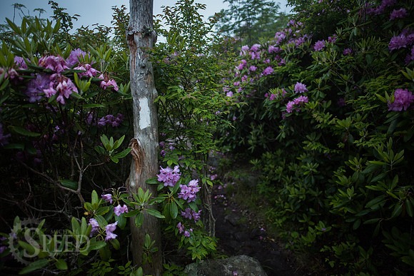 Grayson Highlands Rhododendron Bloom