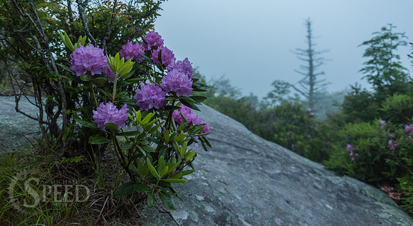 Grayson Highlands Rhododendron Bloom