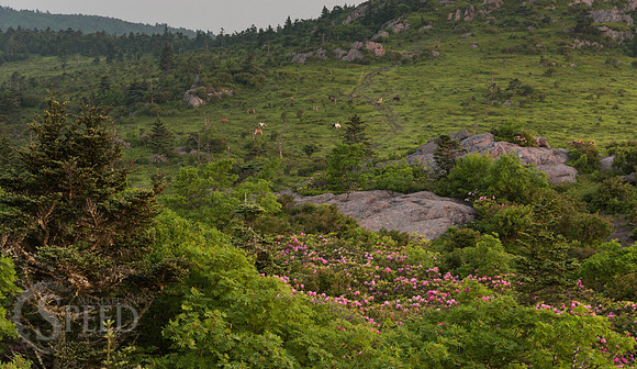 hiking mount rogers