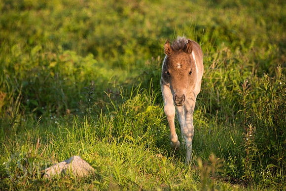 Highlands Ponies