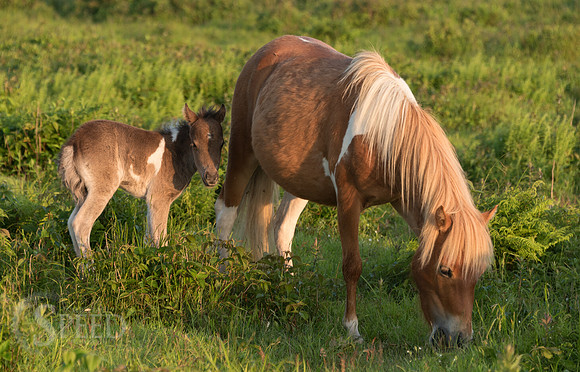 Highlands Ponies