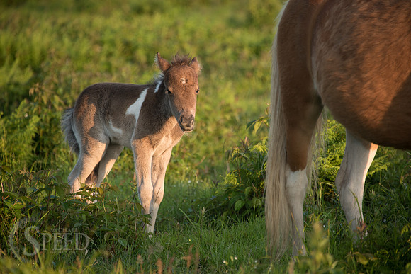 Highlands Ponies