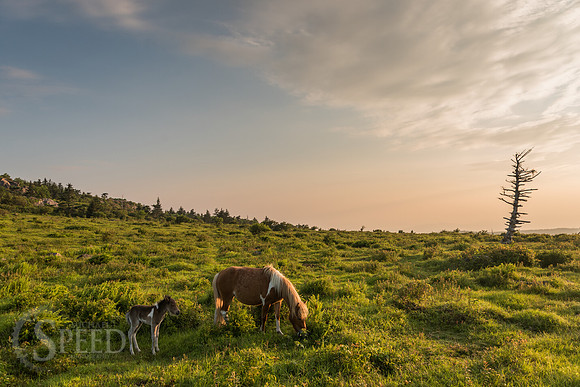 Highlands Ponies