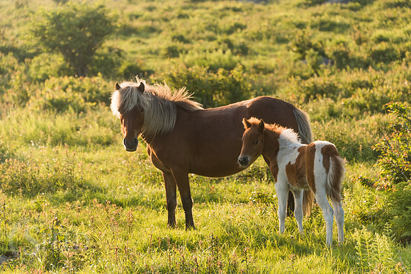 Highlands Ponies