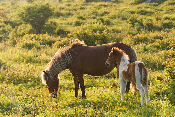 Highlands Ponies