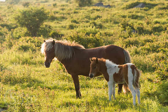 Highlands Ponies