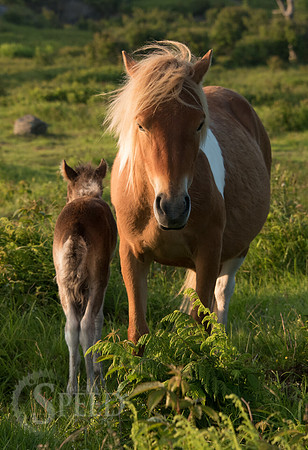 Highlands Ponies