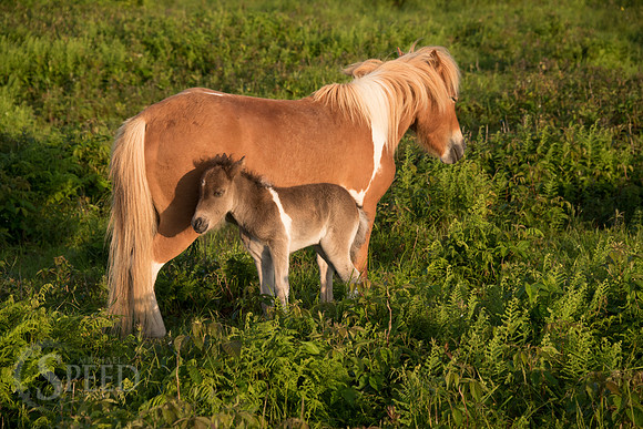 Highlands Ponies