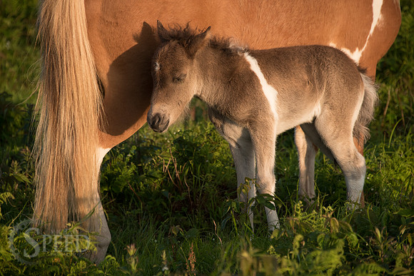 Highlands Ponies