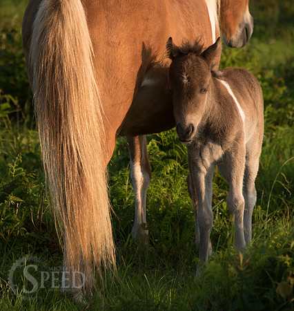 Highlands Ponies