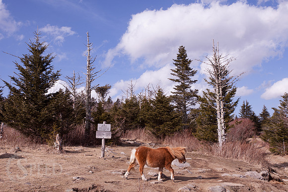 Grayson Highlands Ponies