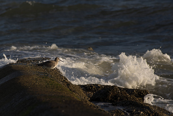 Edisto Island Beach and State Park