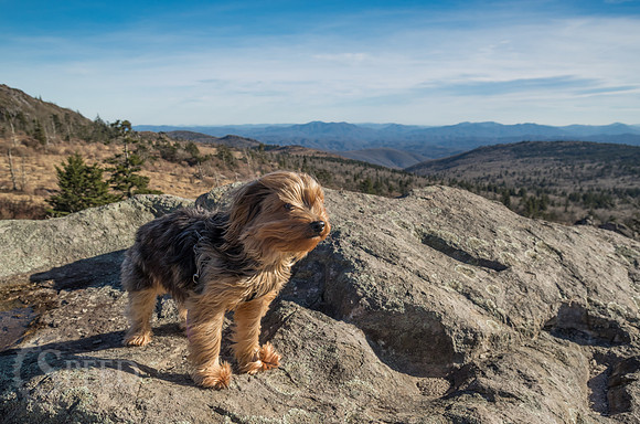 Hiking with a dog on the Appalachian Trail