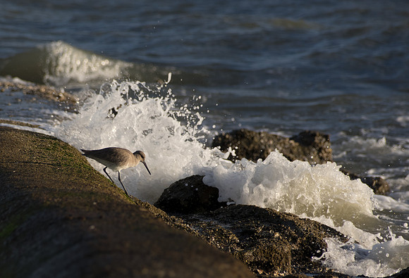 Edisto Island Beach and State Park