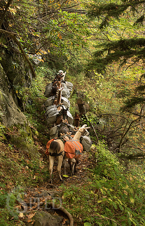 Mt. Leconte hike
