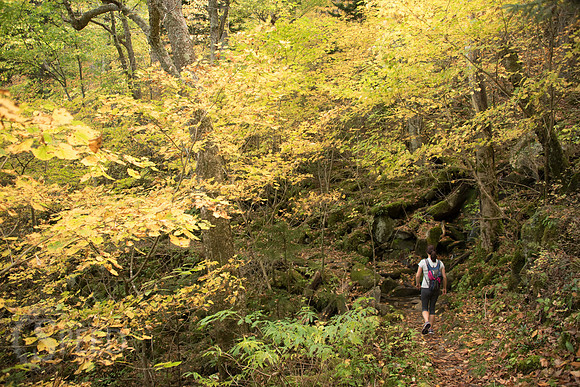 Mt. Leconte hike