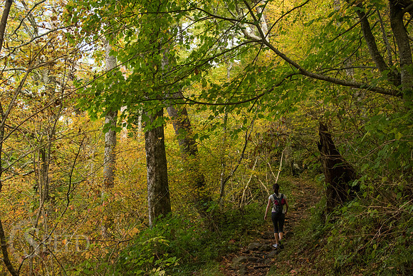 Mt. Leconte hike