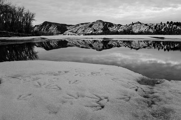Geese prints in snow along the Yellowstone River.