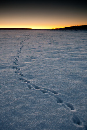 Animal tracks on Big Lake
