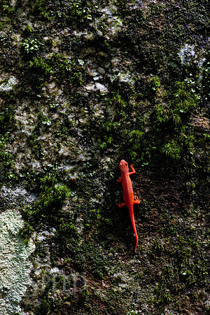 Northern Red Salamander on moss in North Carolina