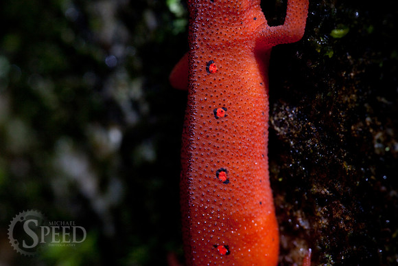 Northern Red Salamander on moss in North Carolina