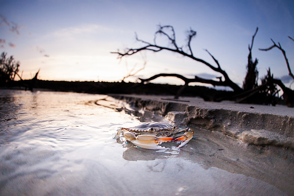 Hunting Island State Park
