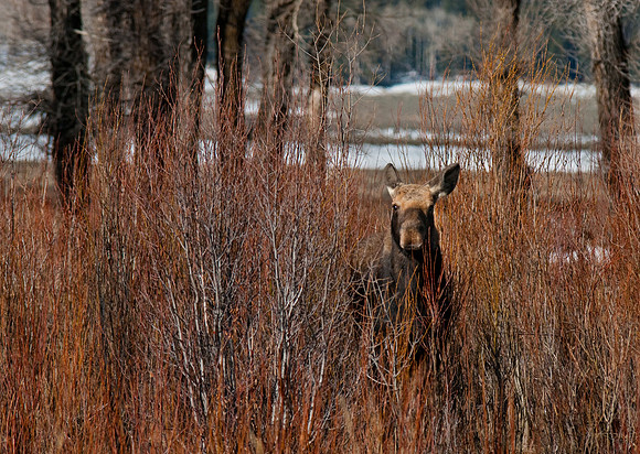 Moose in Lamar Valley