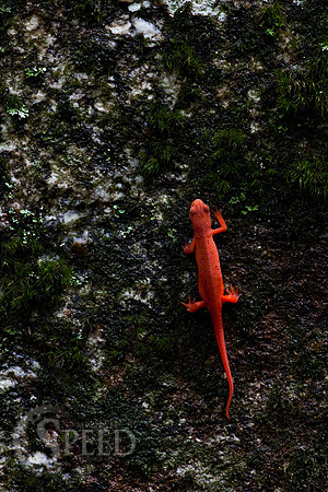 Northern Red Salamander on moss in North Carolina