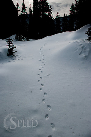 Small animal tracks