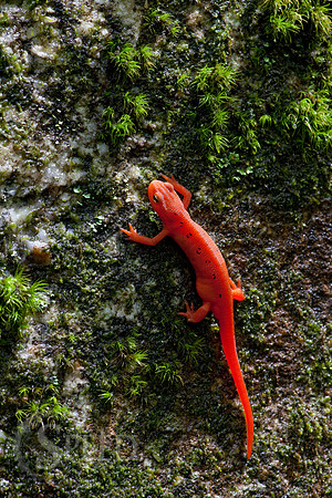 Northern Red Salamander on moss in North Carolina