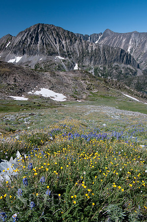View from near Crazy Peak. Meadows of wildflowers.