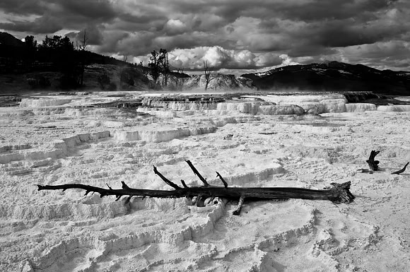 a tree and formations at mammoth hot springs.