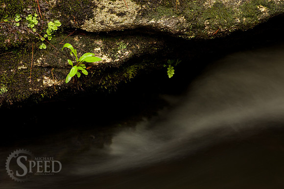 Small plants along creek