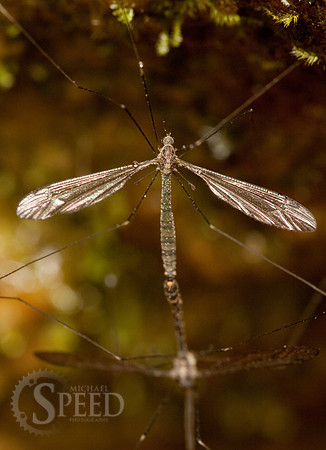 bug in stone mountain state park