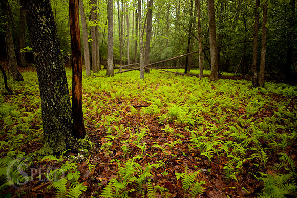 Vibrant Green Ferns