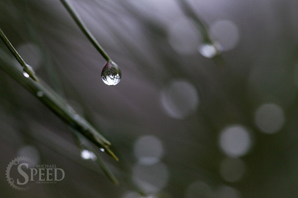 Rain drops cling to a pine tree in Stone Mountain State Park.
