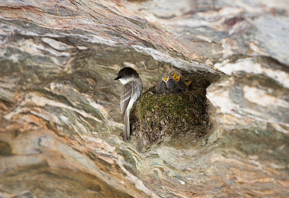 Hanging Rock State Park Nesting Bird