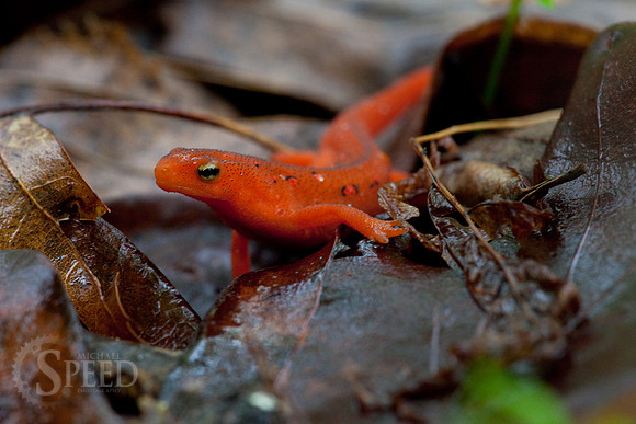 Northern Red Salamander in North Carolina