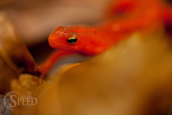 Northern Red Salamander in North Carolina