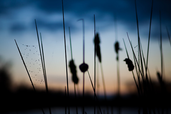 A spiderweb among cat tails.