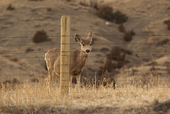 A deer opposite a fence.