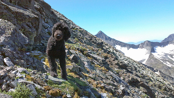 A poodle descends from crazy peak.