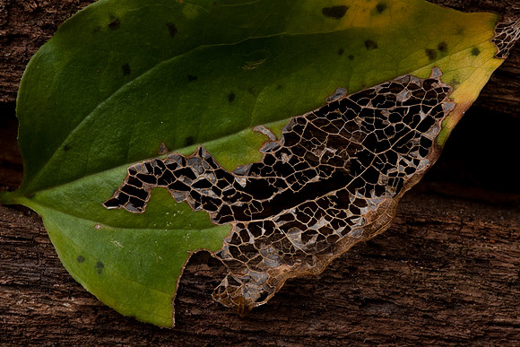 Macro detail of a leaf on a log.  The frame work of a leaf.