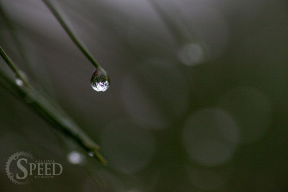 Rain drops cling to a pine tree in Stone Mountain State Park.