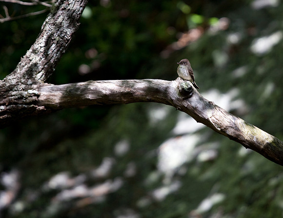 Hanging Rock State Park Nesting Bird