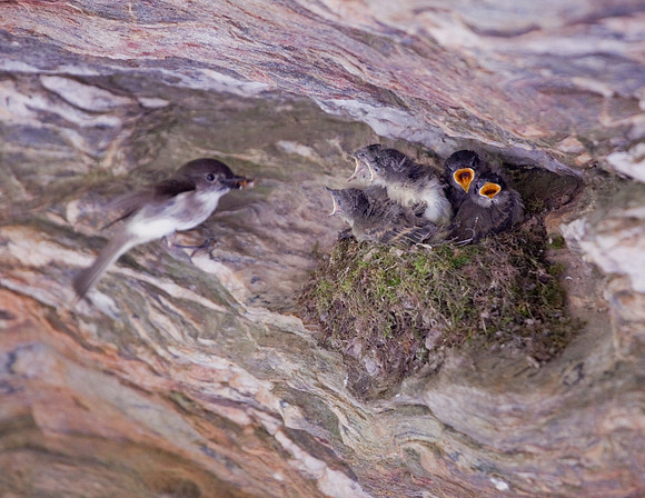 Hanging Rock State Park Nesting Birds