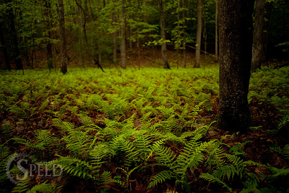 Vibrant Green Ferns