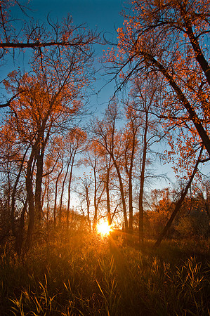 Late Fall sunset through trees at Riverfront Park