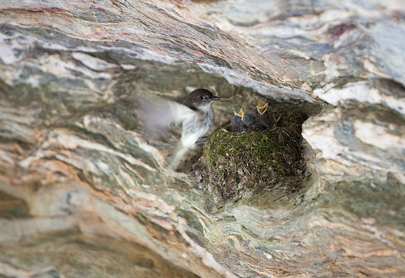 Hanging Rock State Park Nesting Bird