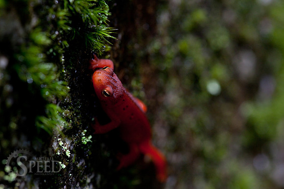 Northern Red Salamander on moss in North Carolina